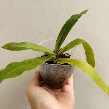 176466016633-Paph.%20spicerianum%20%C3%97%20sib%20%E6%A4%8D%E6%A0%AA2.5''1.jpg