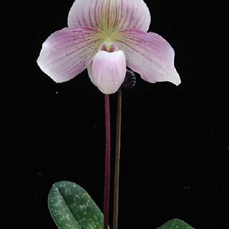 176466326371-Paph.%20niveum%20%C3%97%20Doya%20Impulse%20%E8%8A%B11.jpg