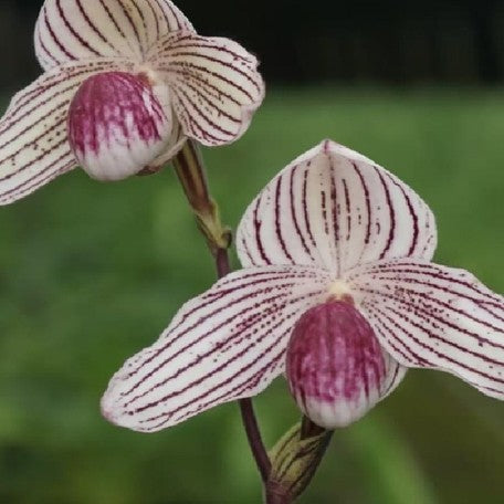 176466413556-Paph.%20thaianum%20%C3%97%20roth%20%E5%B0%8F%E6%B3%B0%E5%9C%8B%E5%9C%8B%E7%8E%8B%20%E8%8A%B11.jpg