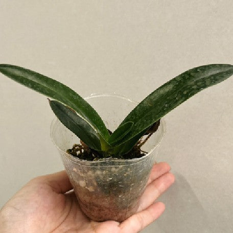 176466415261-Paph.%20thaianum%20%C3%97%20roth%20%E5%B0%8F%E6%B3%B0%E5%9C%8B%E5%9C%8B%E7%8E%8B%20%E6%A4%8D%E6%A0%AA2.5''1.jpg