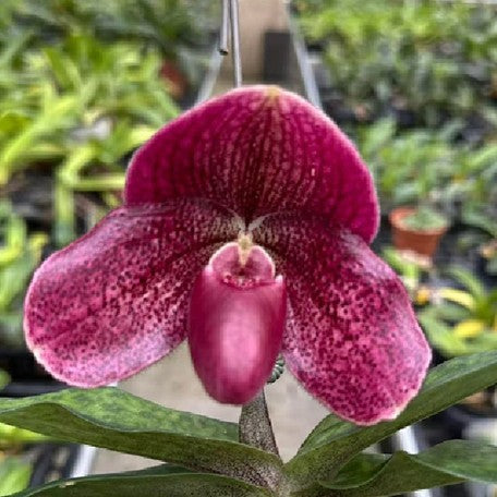 176466432739-Paph.%20Doya%20Impulse%20%C3%97%20bellatulum%20%E8%8A%B11.jpg