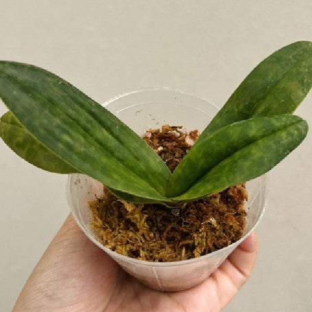 176466434215-Paph.%20Doya%20Impulse%20%C3%97%20bellatulum%20%E6%A4%8D%E6%A0%AA2.5''%201.jpg