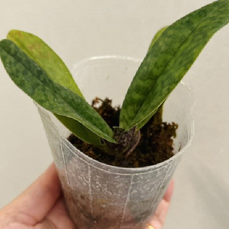 176466496684-Paph.%20venustum%20%C3%97%20sib%20%E6%A4%8D%E6%A0%AA2.5''1.jpg