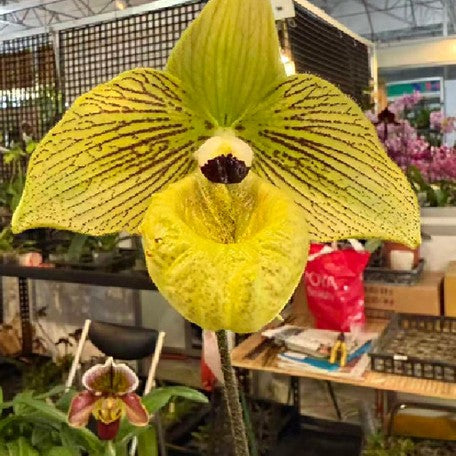 176466552559-Paph.%20malipoense%20%E9%BA%BB%E9%87%8C%E5%9D%A1%20%E8%8A%B11.jpg