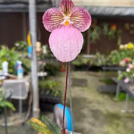 176473187578-Paph.%20micranthum%20xsib%20%E8%8A%B13.jpg