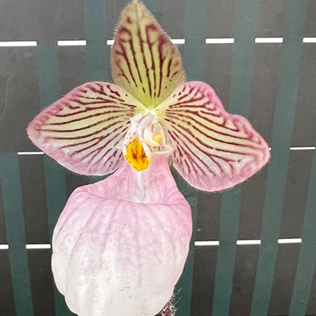 176473187591-Paph.%20micranthum%20xsib%20%E8%8A%B12.jpg