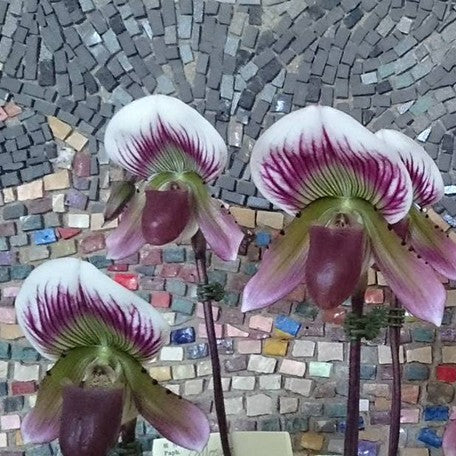 176474258851-Paph.%20callosum%20%C3%97%20sib%20%E8%8A%B12.jpg