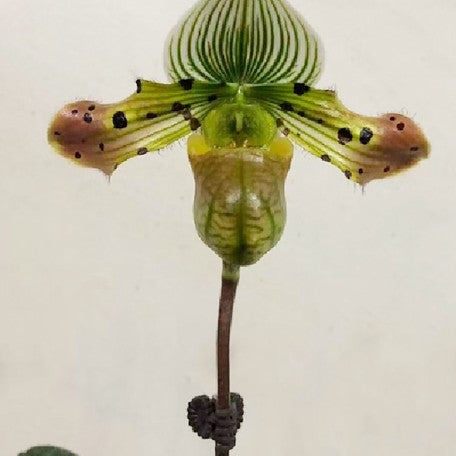 176481060889-Paph.%20venustum%20%C3%97%20sib%20%E8%8A%B13.jpg