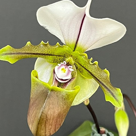 176481560239-Paph.%20spicerianum%20%C3%97%20sib%20%E8%8A%B15.jpg