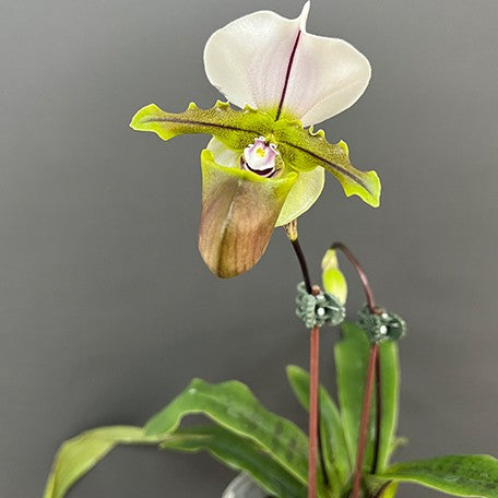 176481560290-Paph.%20spicerianum%20%C3%97%20sib%20%E8%8A%B14.jpg