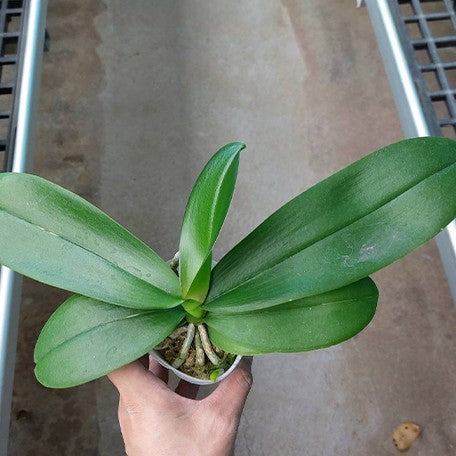 176516150860-Phal.%20Long%20Pride%20Passionata%20%E6%A4%8D%E6%A0%AA2.5''1.jpg