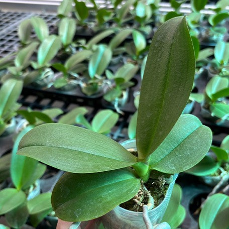 176516232128-Phal.%20Long%20Pride%20Berger%20'3402'%20%E6%A4%8D%E6%A0%AA2.5''1.jpg