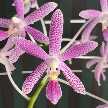 176532828818-Phal.%20Nancy%20Bechtol%20'Maria'%20%E8%8A%B11.jpg