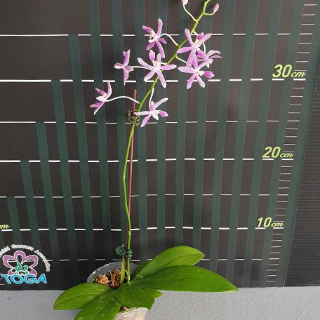 176532828825-Phal.%20Nancy%20Bechtol%20'Maria'%20%E8%8A%B13.jpg