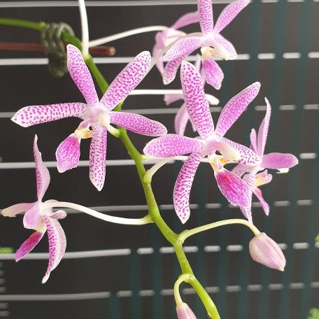 176532828872-Phal.%20Nancy%20Bechtol%20'Maria'%20%E8%8A%B12.jpg