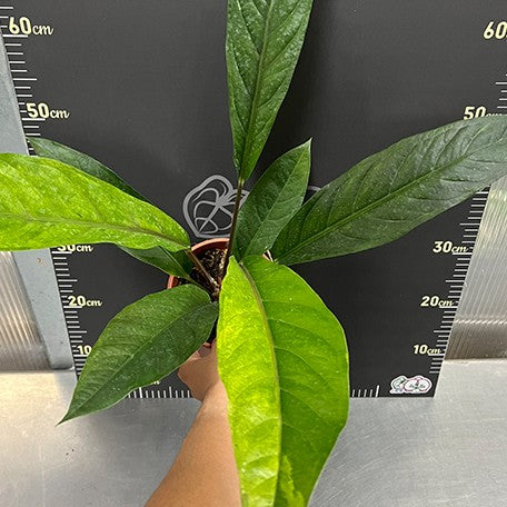 176543701674-Anthurium%20hybrid%20(variegata)%20%E6%A4%8D%E6%A0%AA%205''1.jpg