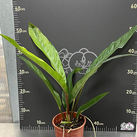 176543701680-Anthurium%20hybrid%20(variegata)%20%E6%A4%8D%E6%A0%AA%205''2.jpg