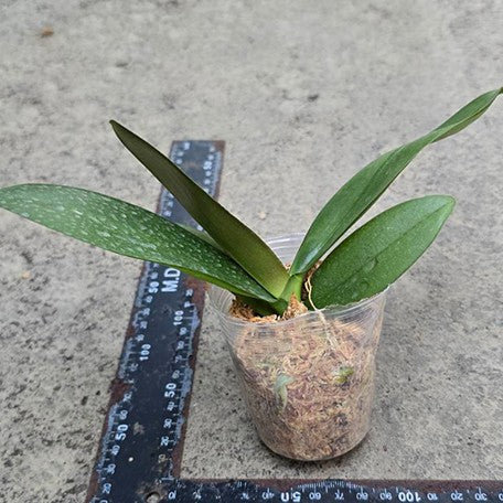 176612856756-Phal.%20Long%20Pride%20Flash%20'1631'%20%E6%A4%8D%E6%A0%AA2.5''1.jpg