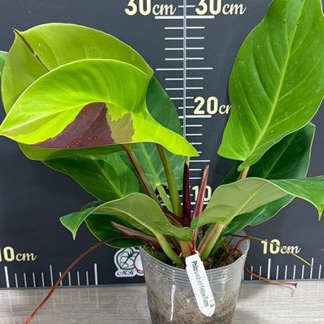 176612937314-Philodendron%20Yellow%20Flame%20%E6%A4%8D%E6%A0%AA3.5''2.jpg