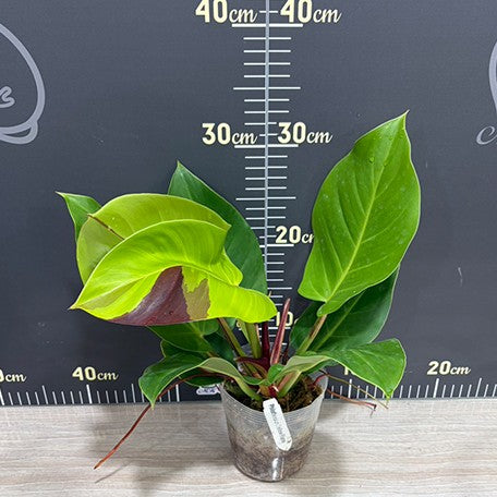 176612937345-Philodendron%20Yellow%20Flame%20%E6%A4%8D%E6%A0%AA3.5''1.jpg