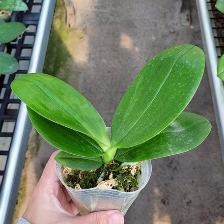 176671694953-Phal.%20Tzu%20Chiang%20Chrisna%20%E6%A4%8D%E6%A0%AA2.5''1.jpg