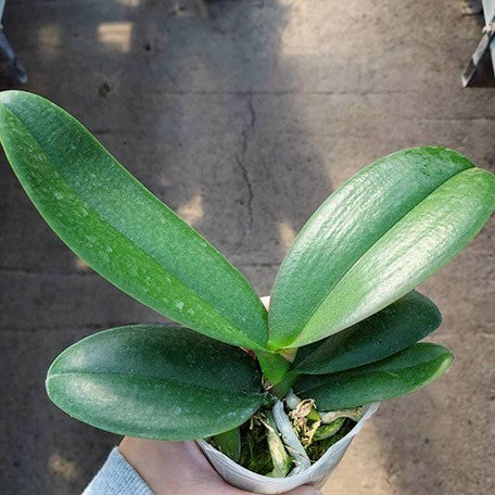 176671725143-Phal.%20Taida%20Prince%20Pearl%20'L1531-14'%20%E6%A4%8D%E6%A0%AA2.5''1.jpg