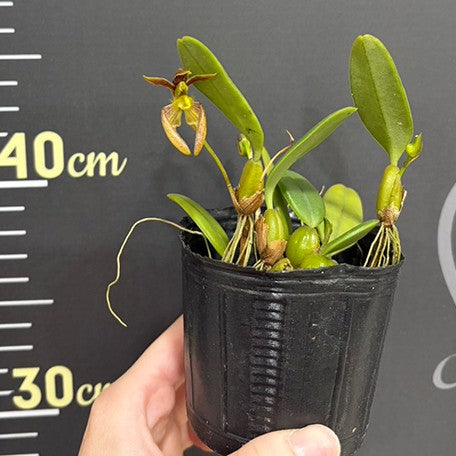 176757754920-Bulb.%20lasiochilum%20'Burma'%20%E7%B7%AC%E7%94%B8%E8%B2%93%E9%9D%A2%20%E6%A4%8D%E6%A0%AA2.5''2.jpg