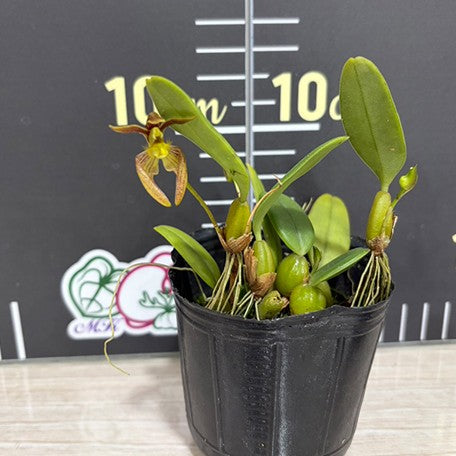 176757754993-Bulb.%20lasiochilum%20'Burma'%20%E7%B7%AC%E7%94%B8%E8%B2%93%E9%9D%A2%20%E6%A4%8D%E6%A0%AA2.5''1.jpg