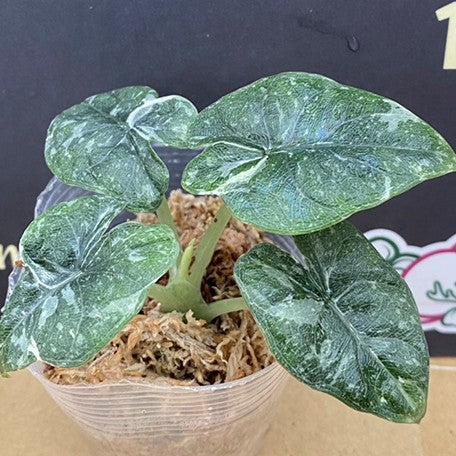 177000309037-Alocasia%20melo%20variegated%20%E6%A4%8D%E6%A0%AA2.5''2.jpg