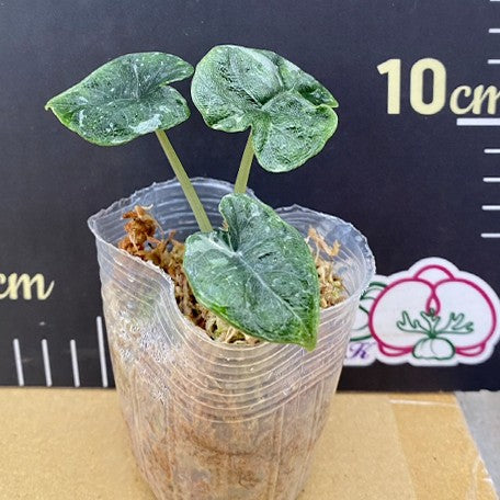 177000309044-Alocasia%20melo%20variegated%20%E6%A4%8D%E6%A0%AA2.5''1.jpg