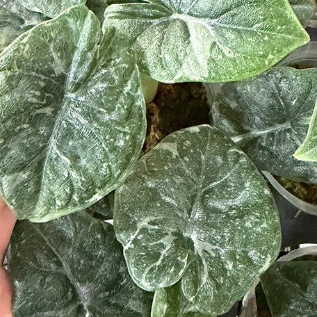177000326025-Alocasia%20melo%20variegated%20%E8%8A%B12.jpg
