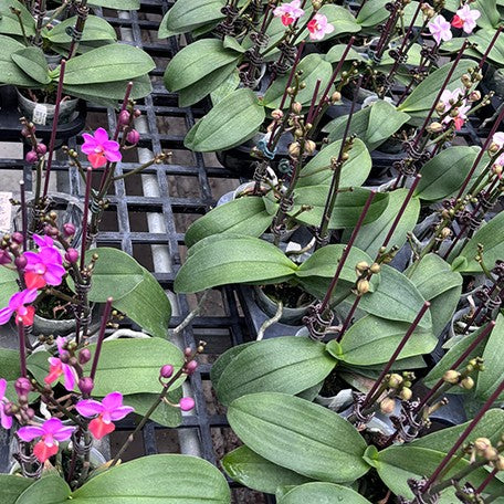 177036389118-Phal.%20Liu's%20Triprince%20'Splash'%20%E6%A4%8D%E6%A0%AA2.5''1.jpg