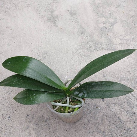 177184158129-Phal.%20Little%20Emperor%20'560'%20(peloric%20-%202%20eyes)%20%E6%A4%8D%E6%A0%AA2.5''1.jpg