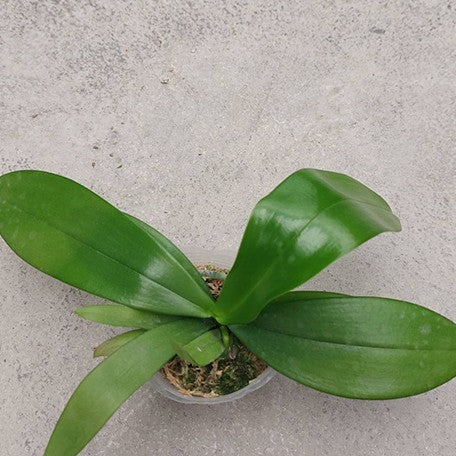 177192905782-Phal.%20Nancy%20Bechtol%20'Maria'%20%E6%A4%8D%E6%A0%AA2.5''1.jpg