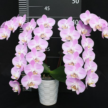 177232844234-Phal.%20Pinclone%20%E7%A7%91%E9%9A%86%E7%B2%89%E5%85%94%20%E8%8A%B11.jpg