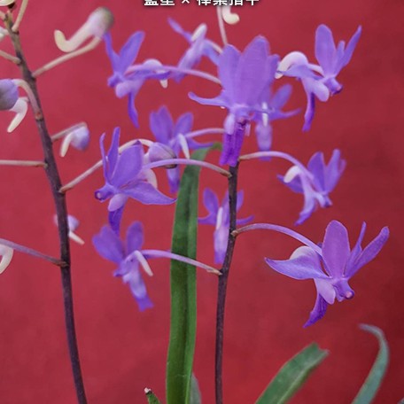 177244588629-V.%20Darwinara%20Charm%20'Blue%20Star'%20%C3%97%20Seidenfadenia%20mitrata%20%E8%97%8D%E6%98%9F%20%C3%97%20%E6%A3%92%E8%91%89%E6%8C%87%E7%94%B2%20%20%E8%8A%B12.jpg