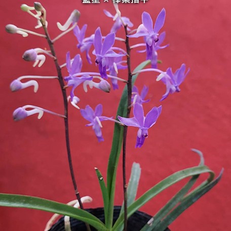177244588671-V.%20Darwinara%20Charm%20'Blue%20Star'%20%C3%97%20Seidenfadenia%20mitrata%20%E8%97%8D%E6%98%9F%20%C3%97%20%E6%A3%92%E8%91%89%E6%8C%87%E7%94%B2%20%20%E8%8A%B11.jpg