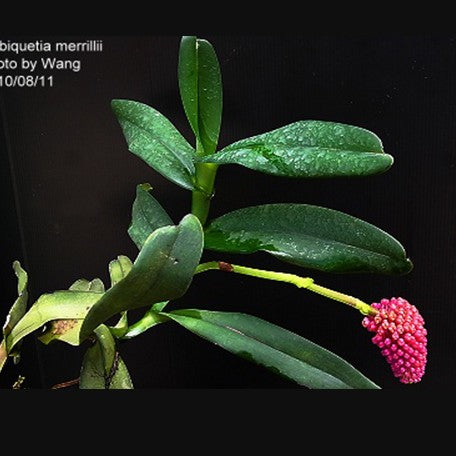 177244761966-Robiquetia%20merrillii%20%E7%B4%85%E9%B3%B3%E6%A2%A8%20%E8%8A%B11.jpg
