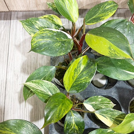 177251748925-Philodendron%20white%20knight%20var.%20yellow%20%E9%BB%83%E6%96%91%E7%99%BD%E9%A8%8E%E5%A3%AB%E8%8A%B12.jpg