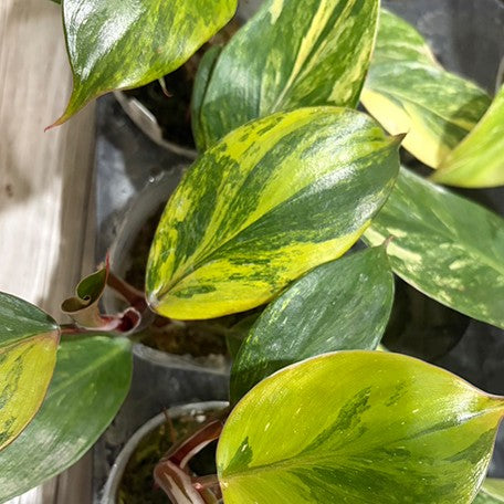 177251748934-Philodendron%20white%20knight%20var.%20yellow%20%E9%BB%83%E6%96%91%E7%99%BD%E9%A8%8E%E5%A3%AB%E8%8A%B11.jpg