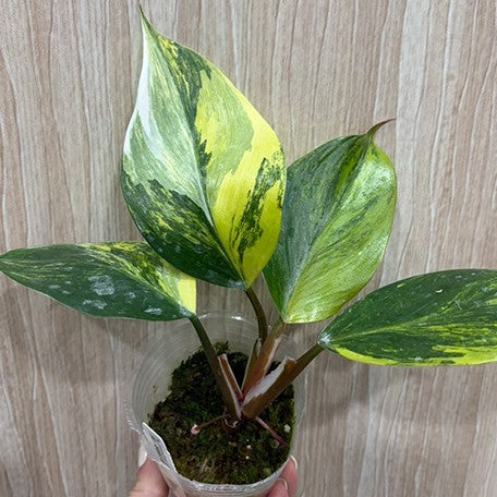 Philodendron White knight var. yellow variegated 2.5
