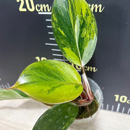 Philodendron white knight var. yellow variegated 2.5" *Preorder*  OrchidBox