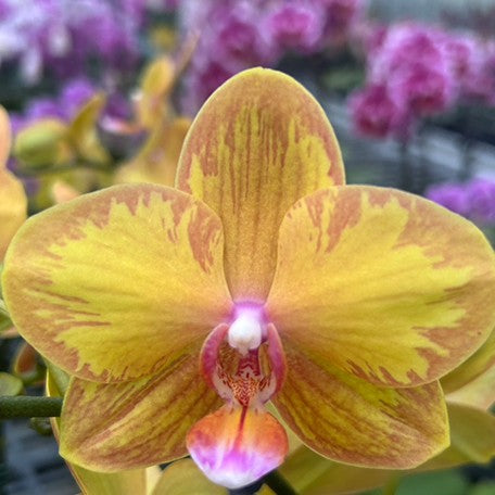 177261092766-Phal.%20Jiuhbao%20Queen%20Diamond%20%E8%8A%B11.jpg