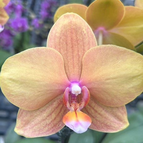 177261092791-Phal.%20Jiuhbao%20Queen%20Diamond%20%E8%8A%B12.jpg