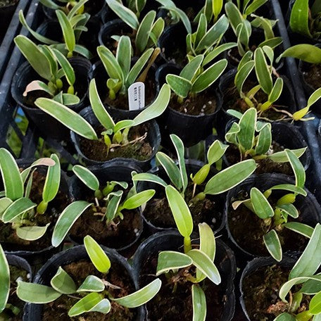 177275880465-Bulb.%20laxiflorum%20'Variegata'%20%20%E7%85%99%E7%81%AB%E8%B1%86%E8%98%AD'%E5%87%BA%E8%97%9D'%20%E6%A4%8D%E6%A0%AA2.5''2.jpg