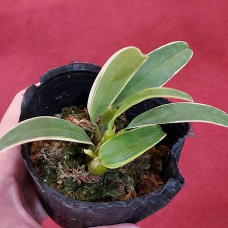 177275880496-Bulb.%20laxiflorum%20'Variegata'%20%20%E7%85%99%E7%81%AB%E8%B1%86%E8%98%AD'%E5%87%BA%E8%97%9D'%20%E6%A4%8D%E6%A0%AA2.5''1.jpg