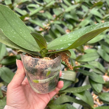 177319827261-Phal.%20Long%20Pride%20Passionata%20%E6%A4%8D%E6%A0%AA2.5''1.jpg
