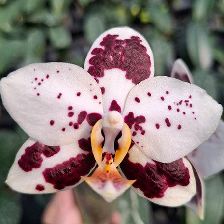 177322302831-Phal.%20Golden%20Peoker%20'792'%20%E8%8A%B15.jpg