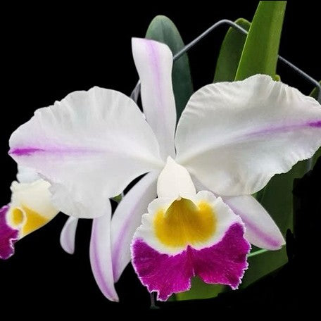 177399838247-C.%20eldorado%20fma.flamea%20'Fairy'%20SBMJOGA%20%E4%BB%99%E5%A5%B3%20%E8%8A%B11.jpg