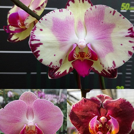 177426070574-Phal.%20Miki%20Tipsy%20'3650'%20%E8%8A%B15.jpg